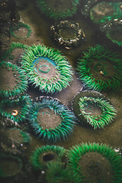 ricci di mare verde - green sea urchin immagine foto e immagini stock