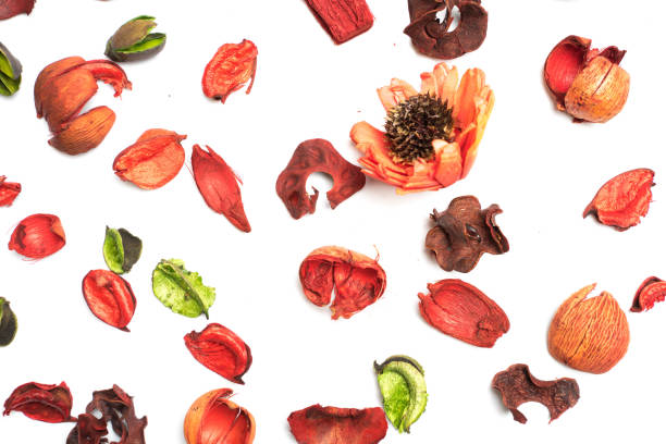 istock red dry flower on white background 1035249760