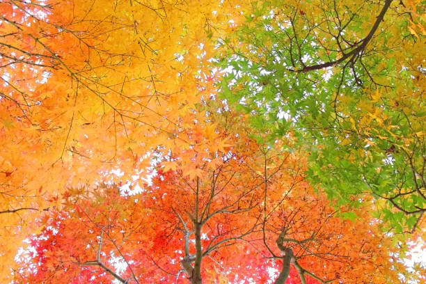 istock Japanese maple in colorful autumn leaves. 1035255964