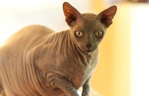 istock Fat sphynx cat in rays of sun 1035264522