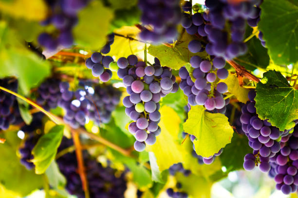 Red grapes in the vineyard Red grapes in the vineyard with boke merlot grape photos stock pictures, royalty-free photos & images
