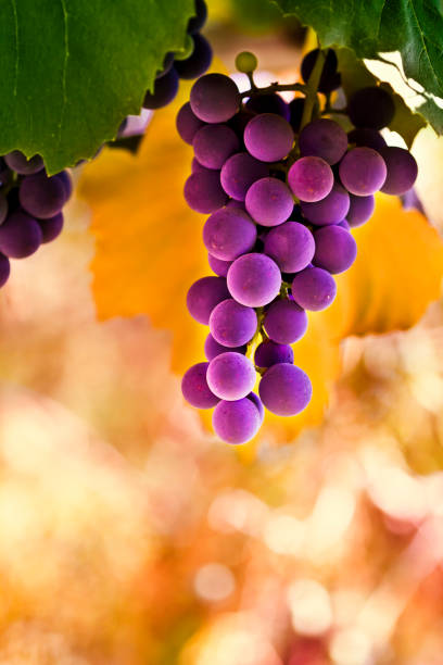istock Red grapes in the vineyard 1035264700