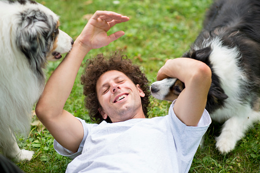 Handsome young pet owner with curly hair wearing a white t-shirt rolling on the ground and laughing as he is playing with his two cute Australian Shepherd dogs in the grass on a summer day.