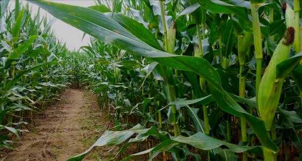 istock Long Row View in a Large Corn Maze, with Corn Plants Flanking Both Sides 1035265776