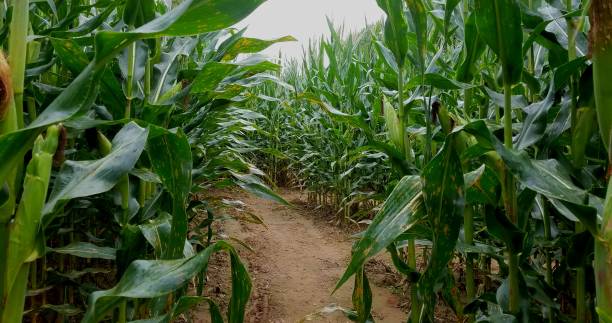 Running Through the Corn Maze; Get Lost, Tourism, Travel, Fun Things to do with Kids Ideas stock photo