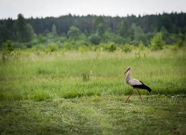 Summer green meadow. The Stork is hunging for a some meal