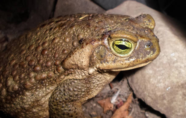 istock Frogs in the garden 1035275648