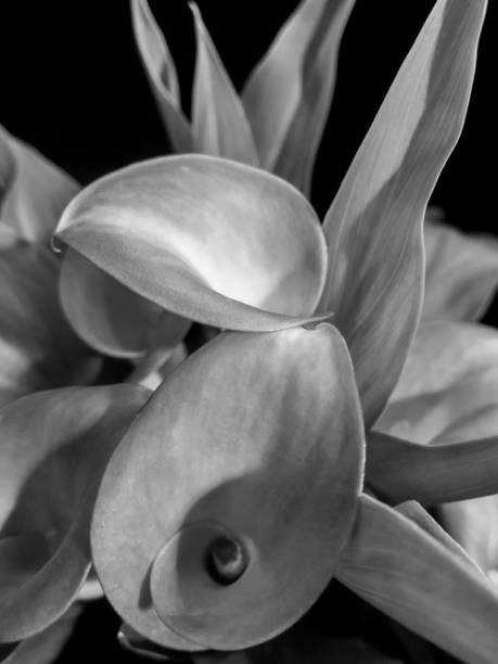istock B + W image of Calla Lilies 1035275862