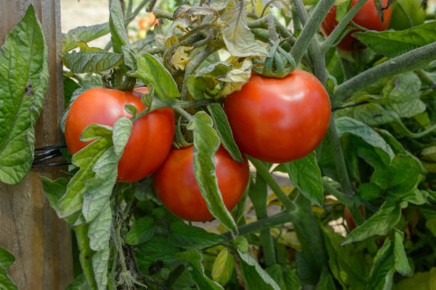 istock Close-up Ripening Organic Tomatoes on the Vine 1035280614