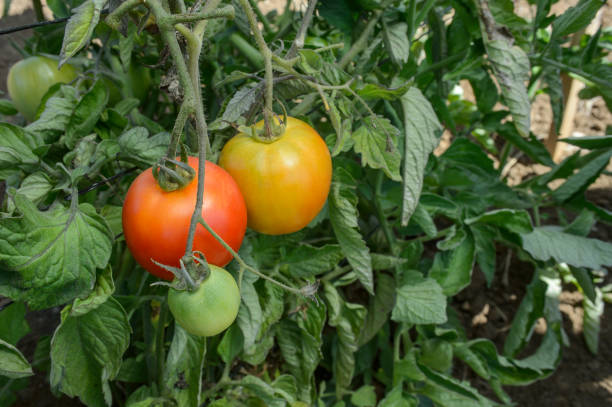 istock Close-up Ripening Organic Tomatoes on the Vine 1035280672