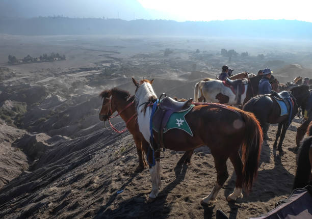 das pferd für den tourismus in den krater des indonesiens mount bromo wüste ansicht sehr naturverbunden. - bromo crater stock-fotos und bilder