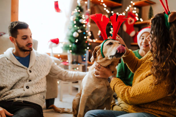 juntos para navidad - joy golden retriever retriever dog fotografías e imágenes de stock