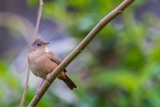 istock Southern House Wren perched on a branch 1035285756