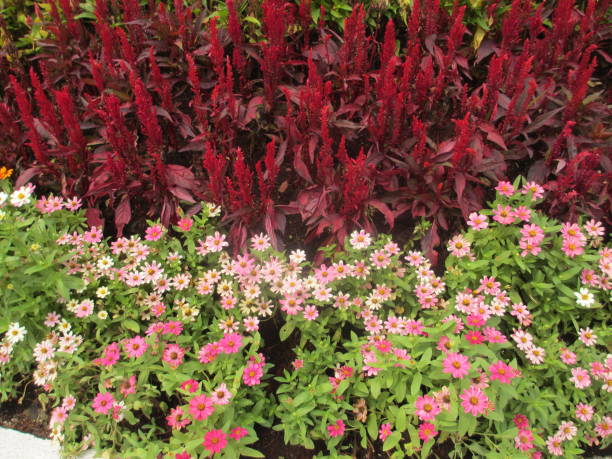 red pink flower bed