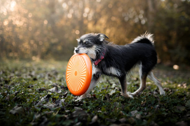 chien joue avec disque de frisbee - disque volant photos et images de collection