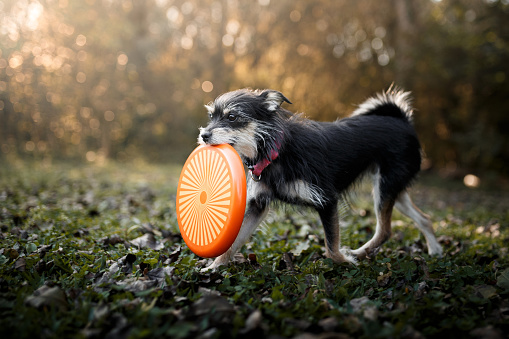Small mutt dog playing with frisbee disc