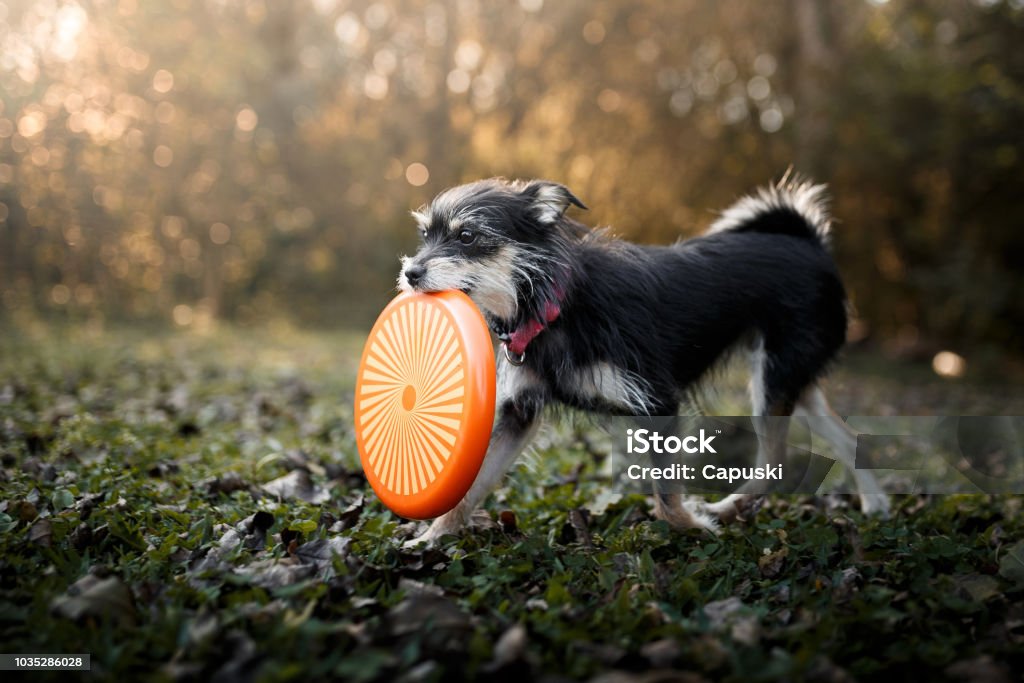 Dog playing with frisbee disc Small mutt dog playing with frisbee disc Dog Stock Photo
