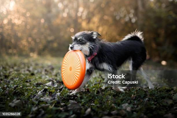 Dog Playing With Frisbee Disc Stock Photo - Download Image Now - Dog, Small, Plastic Disc