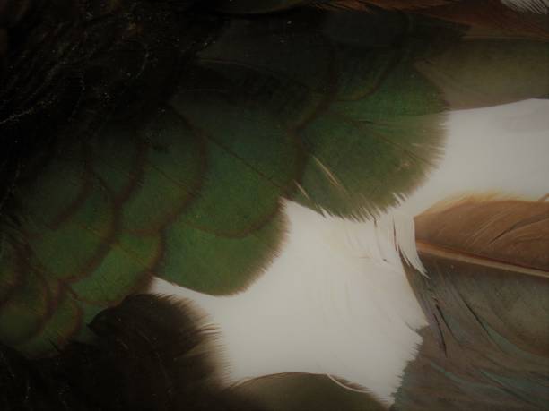 istock Muscovy duck feathers soft focus background 1035290806