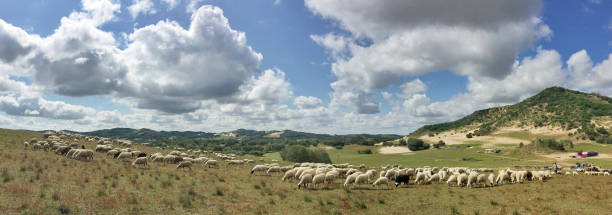 istock Flock of sheeps in grassland 1035290818