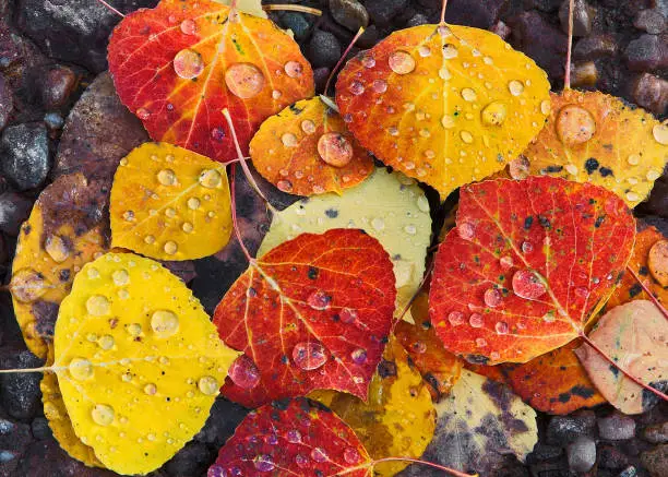Photo of Multi colored Aspen Leaves with Raindrops in Close-up