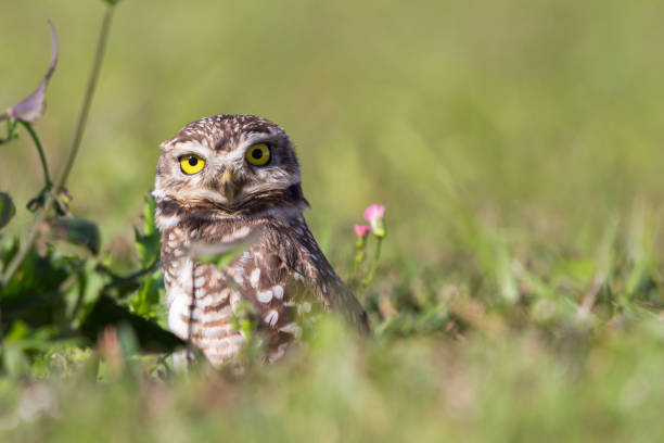 A big yellow-eyed burrowing owl on the lawn