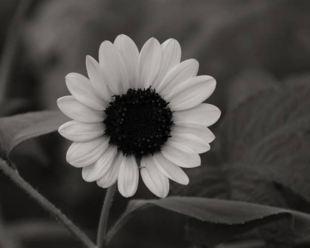 istock Sunflower in Sepia #1 1035293912