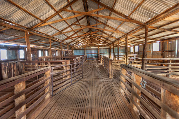 Abandoned shearing shed in Australia. Abandoned shearing shed in outback New South Wales, Australia. sheep shed stock pictures, royalty-free photos & images