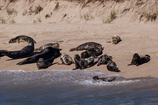 Group of seals posing on the beach, found in Cape Cod Massachusetts.