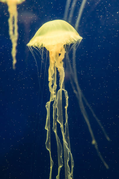 istock jellyfish in the aquarium 1035302408