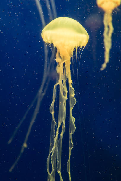 istock jellyfish in the aquarium 1035302414