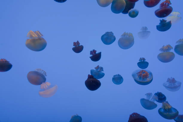 istock jellyfish in the aquarium 1035302420