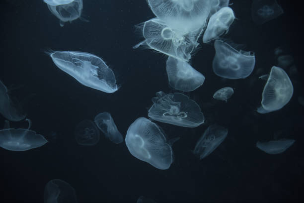 istock jellyfish in the aquarium 1035302432