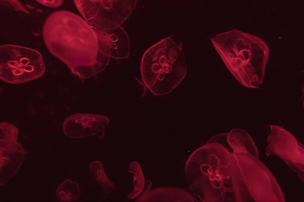 istock jellyfish in the aquarium 1035302434