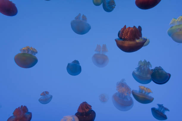 istock jellyfish in the aquarium 1035302440