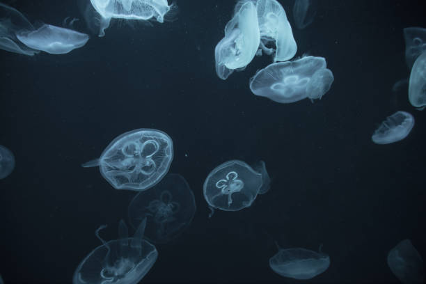 istock jellyfish in the aquarium 1035302462
