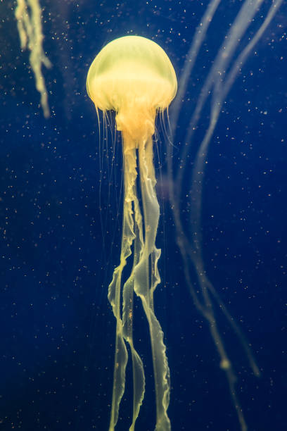 istock jellyfish in the aquarium 1035302758