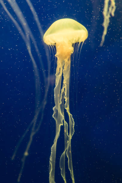 istock jellyfish in the aquarium 1035302832