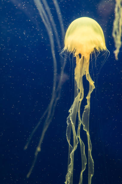 istock jellyfish in the aquarium 1035302836