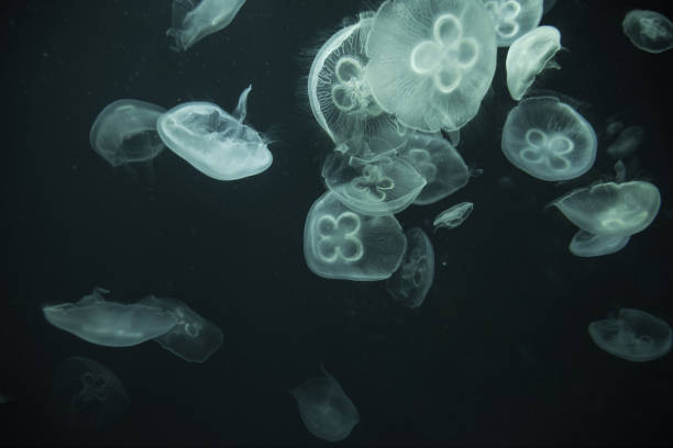 istock jellyfish in the aquarium 1035302870