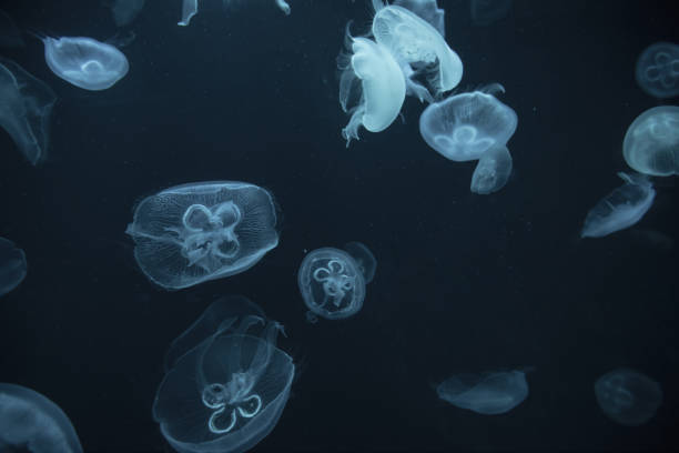 istock jellyfish in the aquarium 1035302872