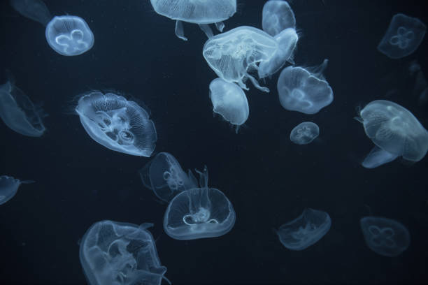 istock jellyfish in the aquarium 1035302876