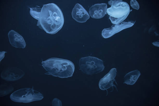 istock jellyfish in the aquarium 1035302878