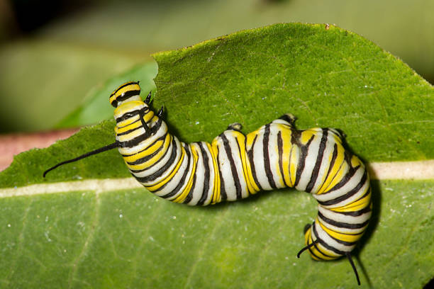 istock Monarch butterfly caterpillar on a milkweed leaf. 1035325660