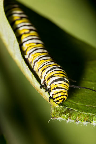 istock Monarch butterfly caterpillar on a milkweed leaf. 1035325688