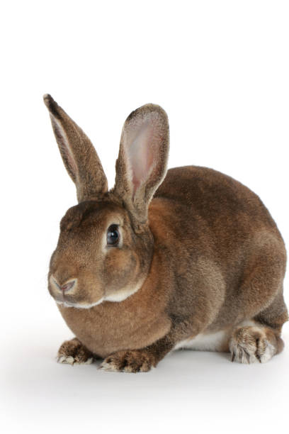 istock Brown baby bunny isolated on white background 1035328338
