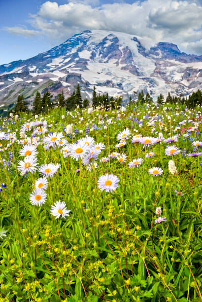 Mount Rainier and a Meadow of Aster Mount Rainier at 14,410' is the highest peak in the Cascade Range. This image was photographed from the beautiful Paradise Meadows at Mount Rainier National Park in Washington State, USA. The image shows the meadow in full bloom with aster, lupine, bistort and other wildflowers. jeff goulden mount rainier national park stock pictures, royalty-free photos & images