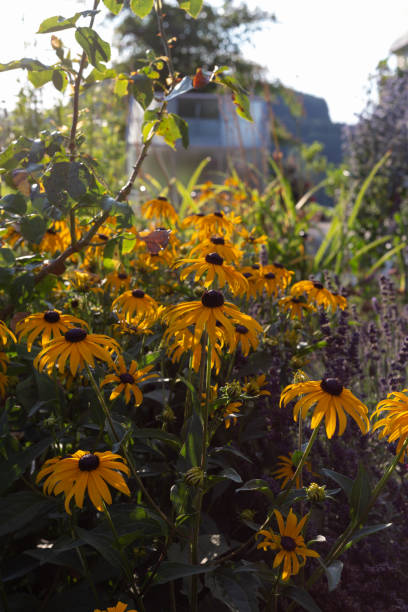 istock cottage garden flowers on a summer evening 1035339496