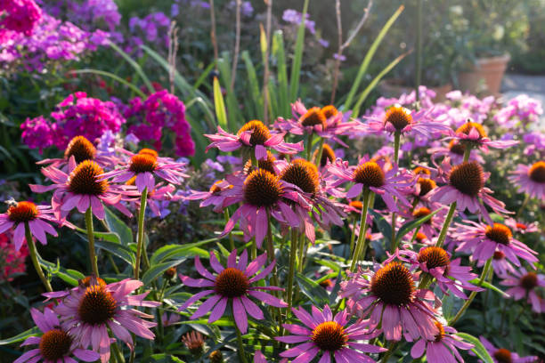 istock cottage garden flowers on a summer evening 1035341784