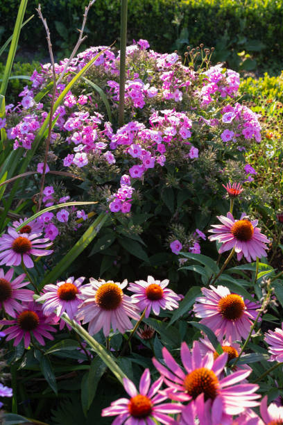 istock cottage garden flowers on a summer evening 1035342078